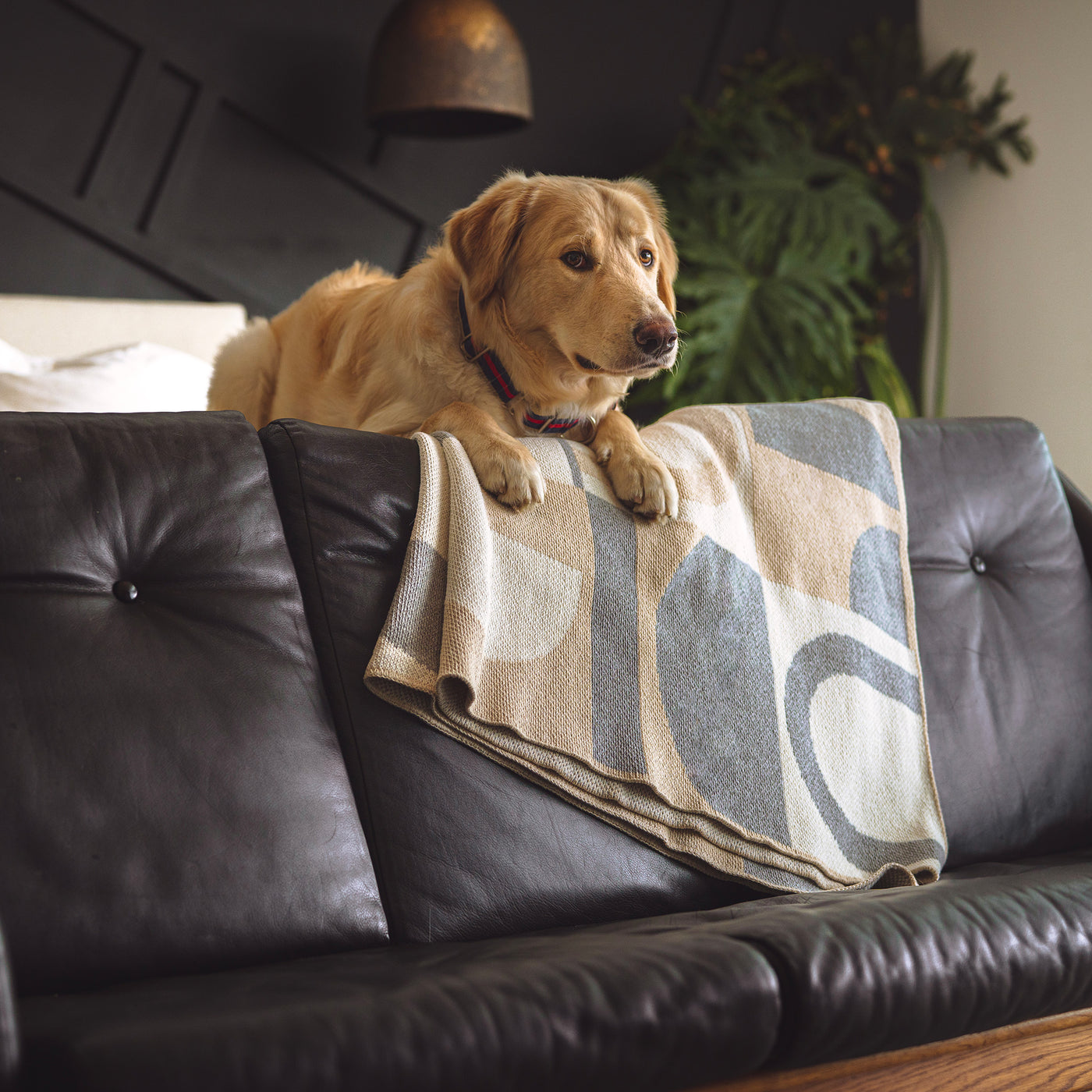 Grey and Beige Arch Throw with Dog
